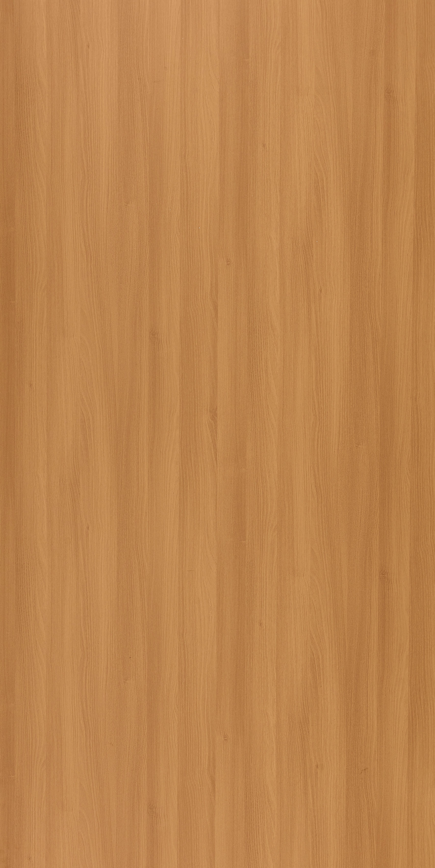 Moldau Acacia